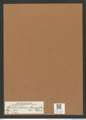 Coscinodiscus begalensis Grun. (de-Toni-Nr.: Genus 202, Species 5100) Zeichnungen Sammlung Grunow Mappe 04880 (Herbarium_W_Grunow_drawings_Folder_04880)